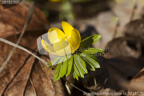 Image of winter aconite