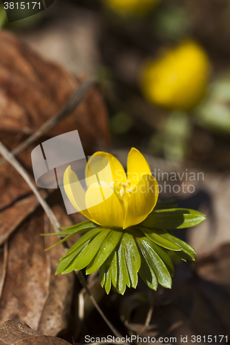 Image of winter aconite