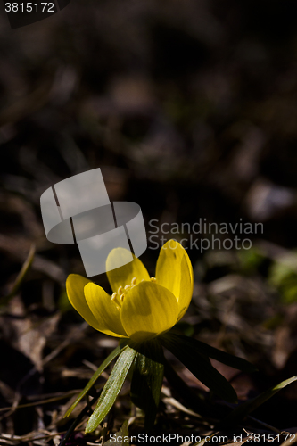 Image of winter aconite