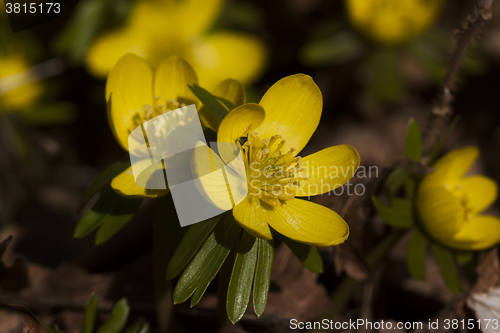 Image of winter aconite