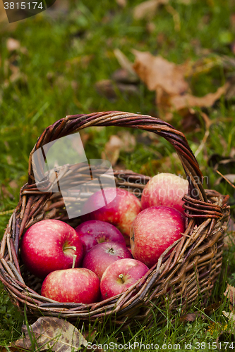 Image of red apples
