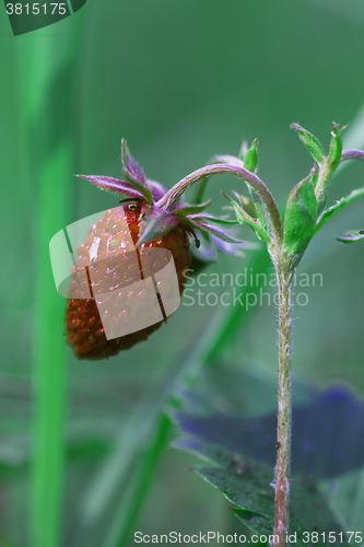 Image of wild strawberry