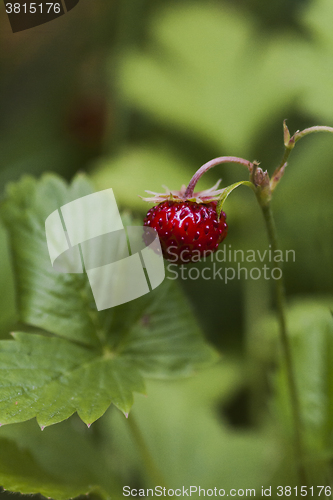 Image of wild strawberry