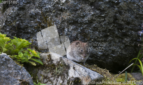 Image of wood mouse