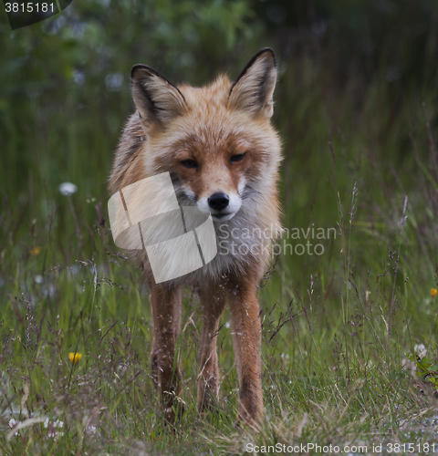 Image of red fox