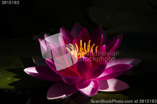 Image of water lily