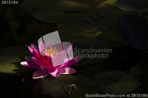 Image of blossoming red water lily