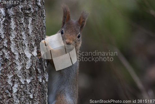 Image of red squirrel