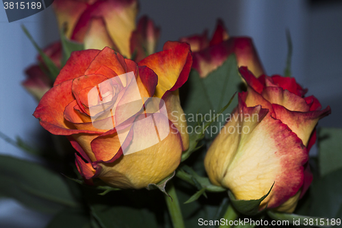 Image of orange roses