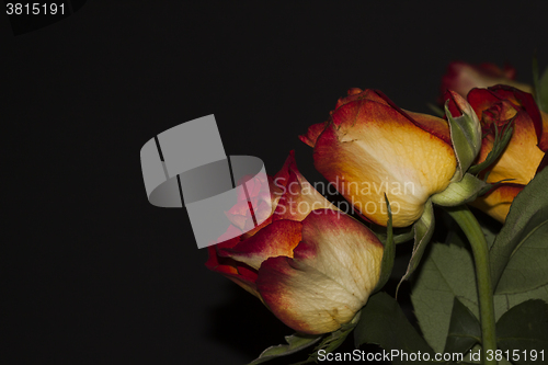 Image of roses