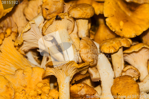 Image of chanterelles