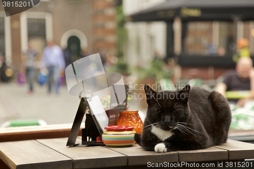 Image of Cat sleeping, Cafe