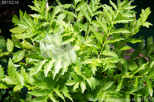 Image of Valerian plant in garden