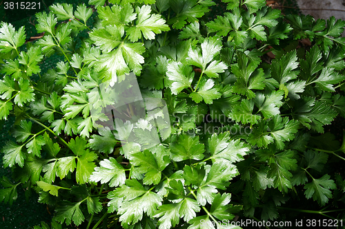 Image of Flat Italian Parsley