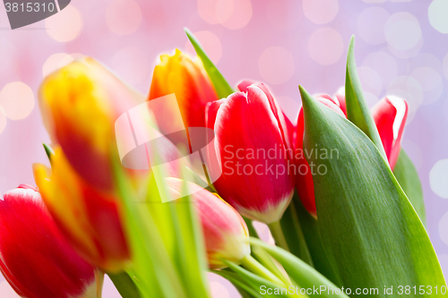 Image of close up of tulip flowers