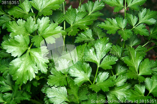 Image of Close up of Flat Italian Parsley