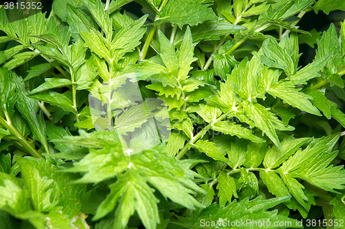 Image of Valerian plant leaves