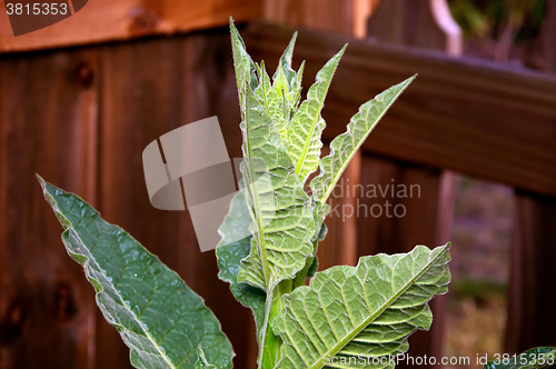 Image of Top of tobacco plant