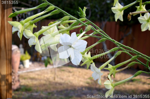 Image of night blooming jasmine tobacco flowers