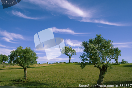 Image of Lonely trees 1