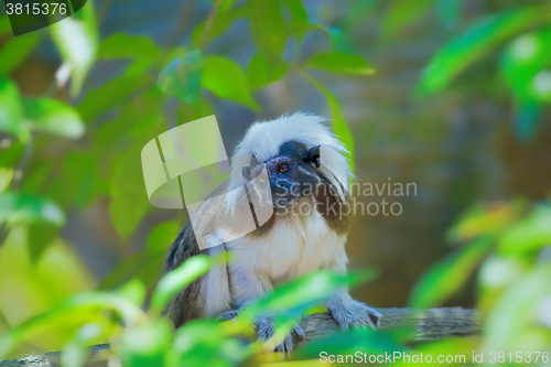 Image of Wild cotton-top tamarin