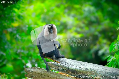 Image of Wild Lion-tailed Macaque