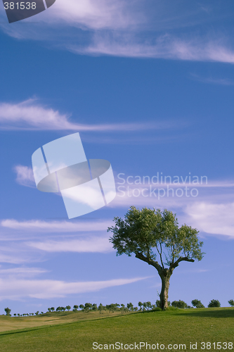 Image of Lonely trees 2