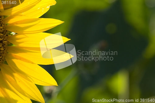 Image of sunflower 2