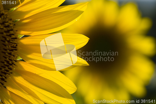Image of sunflower 3