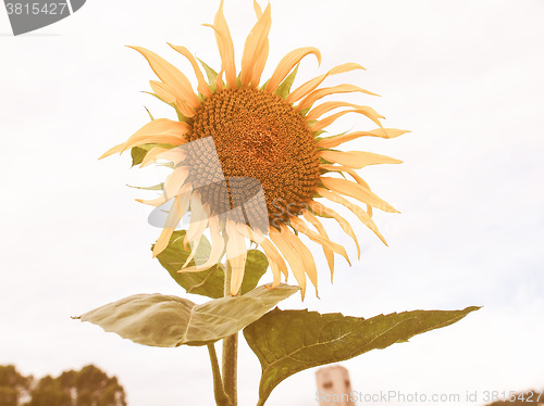 Image of Retro looking Sunflower flower