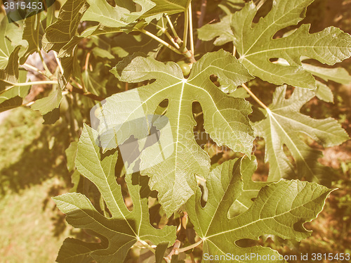 Image of Retro looking Fig tree leaf