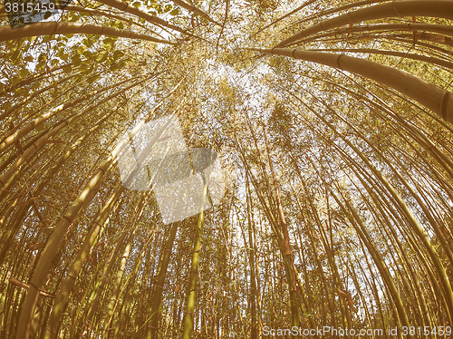 Image of Retro looking Bamboo tree