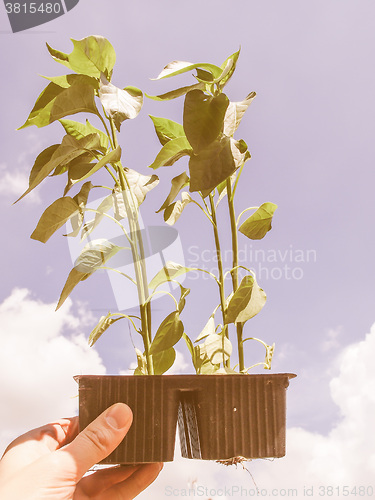 Image of Retro looking Plug pepper plant