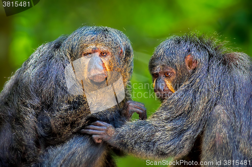 Image of Two Saki Monkeys