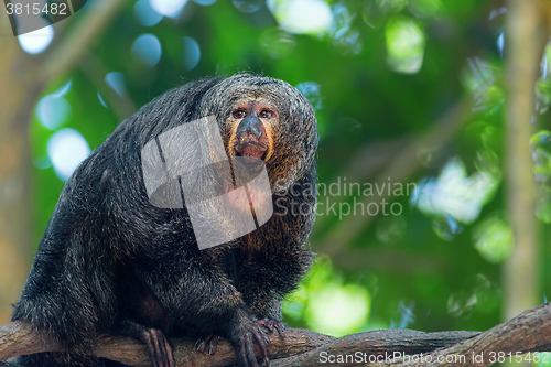 Image of Saki Monkey Portrait