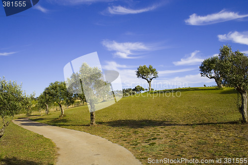 Image of lonely trees 7