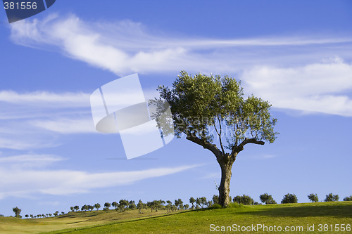 Image of lonely trees 6