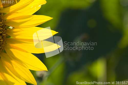 Image of sunflower 3