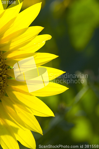 Image of sunflower 4