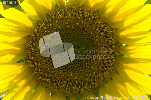 Image of sunflower 5