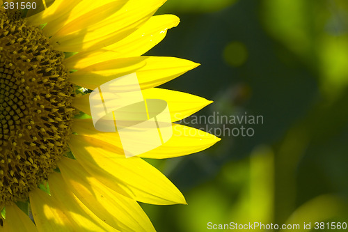Image of sunflower 6