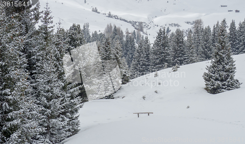 Image of Trees and the Winter landscape 