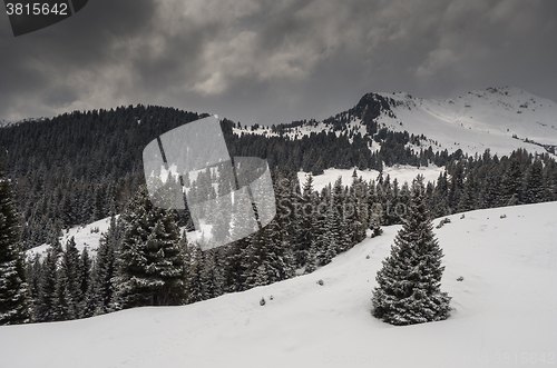 Image of Trees and the Winter landscape 