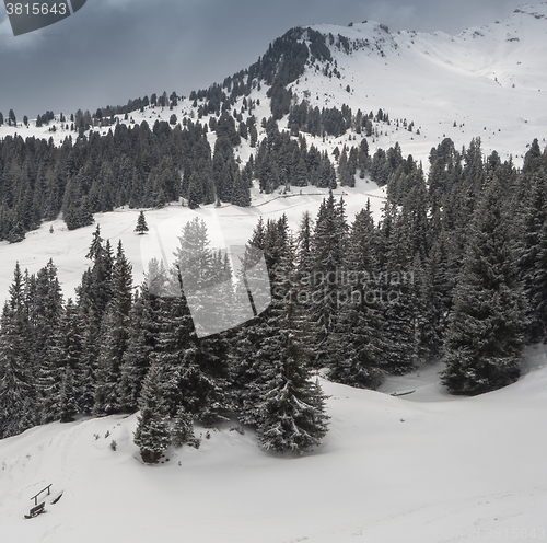 Image of Trees and the Winter landscape 