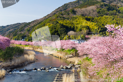 Image of Sakura flower in Japan