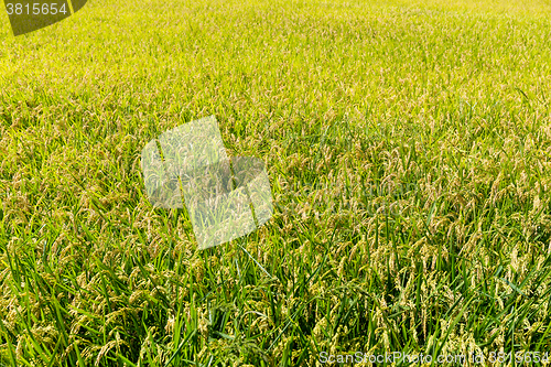 Image of Paddy rice