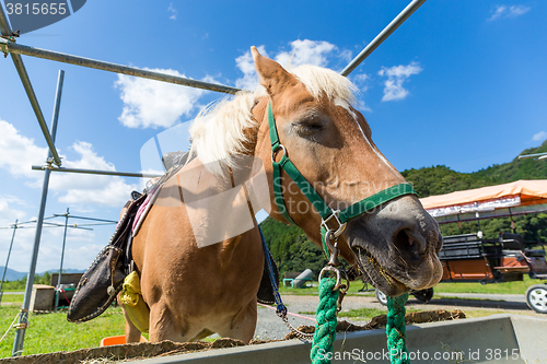 Image of Horse on farm