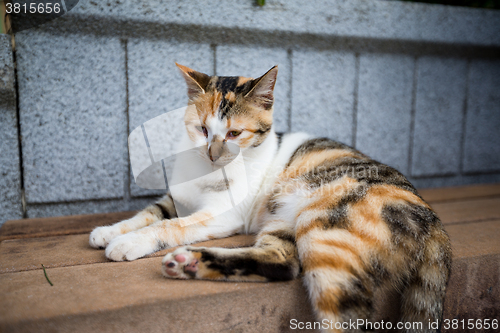 Image of Cat sitting at outdoor