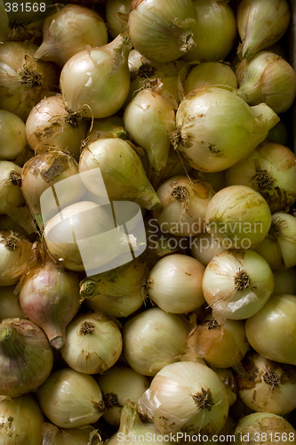 Image of Onion Pattern