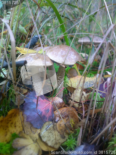 Image of birch boletus mushroom in autumn forest eco clean